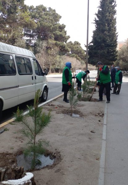 Sumqayıtın bu məhəlləsində ağaclar kəsilib? - RƏSMİ AÇIQLAMA (FOTO)