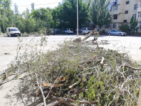 Sumqayıtda ağac aşıb - tədbir görən yoxdur (FOTO)