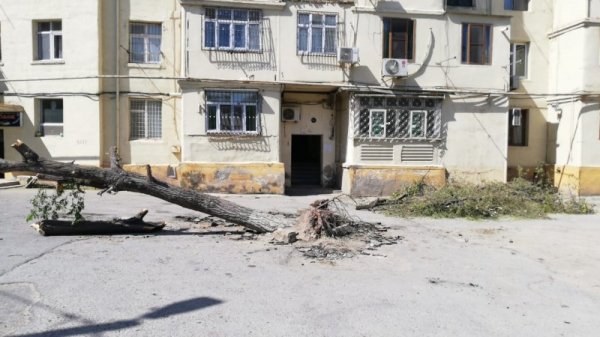 Sumqayıtda ağac aşıb - tədbir görən yoxdur (FOTO)