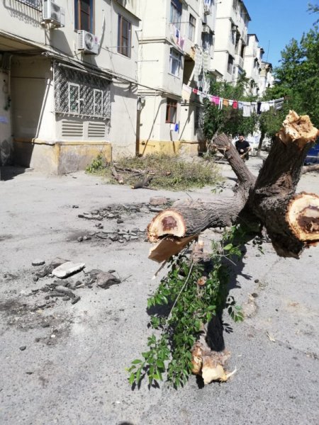 Sumqayıtda ağac aşıb - tədbir görən yoxdur (FOTO)
