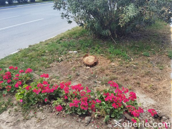 Sumqayıtda 30-a yaxın ağac kəsildi - VİDEO (FOTO)