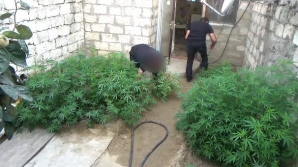 Polis narkotacirlərə qarşı ƏMƏLİYYAT - SAXLANILANLAR VAR (FOTO)
