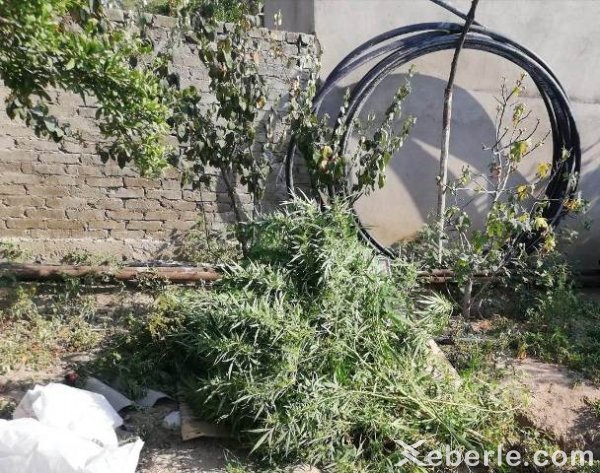 Sumqayıtda həyətində çətənə yetişdirən şəxs saxlanıldı - FOTO