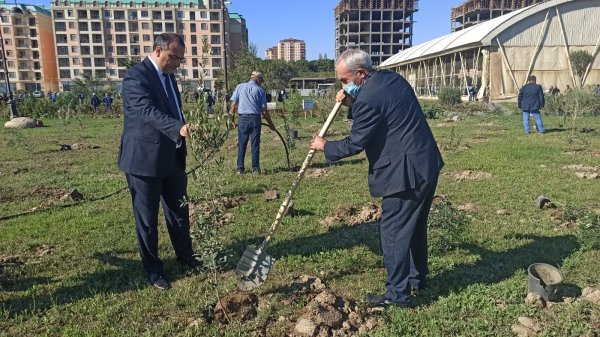 Sumqayıt YAP-çıları anım gününə həsr olunmuş ağacəkmə aksiyasında iştirak ediblər - FOTOLAR
