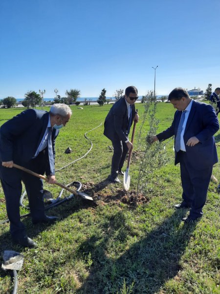 Sumqayıt YAP-çıları anım gününə həsr olunmuş ağacəkmə aksiyasında iştirak ediblər - FOTOLAR