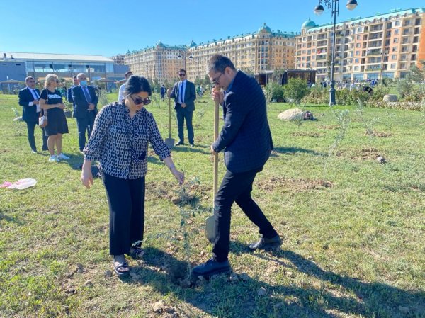 Sumqayıt YAP-çıları anım gününə həsr olunmuş ağacəkmə aksiyasında iştirak ediblər - FOTOLAR