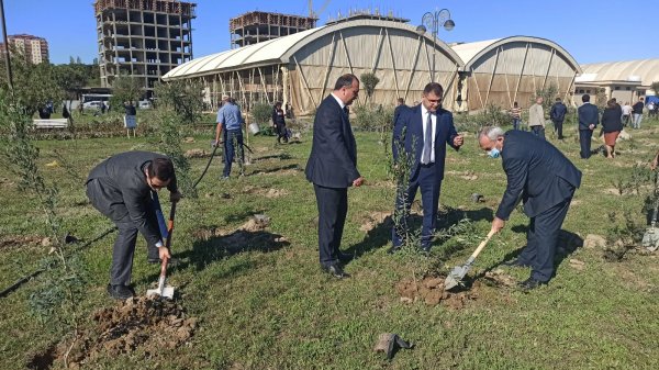 Sumqayıt YAP-çıları anım gününə həsr olunmuş ağacəkmə aksiyasında iştirak ediblər - FOTOLAR