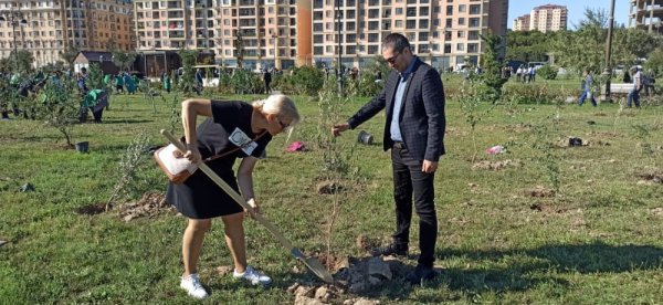 Sumqayıt YAP-çıları anım gününə həsr olunmuş ağacəkmə aksiyasında iştirak ediblər - FOTOLAR