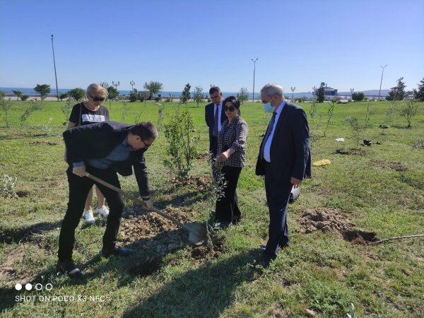 Sumqayıt YAP-çıları anım gününə həsr olunmuş ağacəkmə aksiyasında iştirak ediblər - FOTOLAR