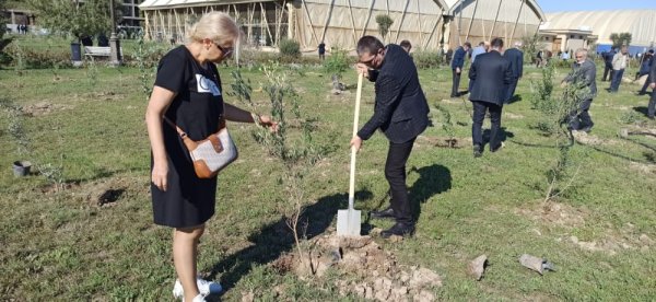 Sumqayıt YAP-çıları anım gününə həsr olunmuş ağacəkmə aksiyasında iştirak ediblər - FOTOLAR