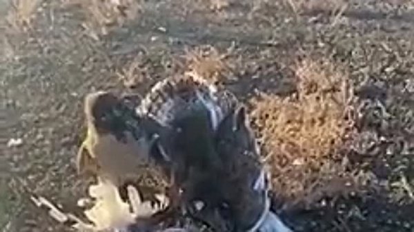 Ərəblər Azərbaycanda adı "Qırmızı kitab"a düşən quşları ovladı - VİDEO