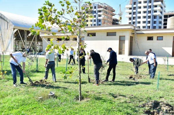 Sumqayıt Regional Mədəniyyət İdarəsi ağacəkmə aksiyasında - FOTO Sumqayıt Regional Mədəniyyət İdarəsi ağacəkmə aksiyasında - FOTO