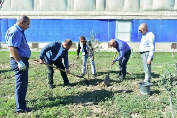 Sumqayıt Regional Mədəniyyət İdarəsi ağacəkmə aksiyasında - FOTO Sumqayıt Regional Mədəniyyət İdarəsi ağacəkmə aksiyasında - FOTO