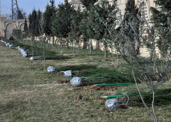 Sumqayıtda növbəti ağacəkmə aksiyası keçirilib – FOTO