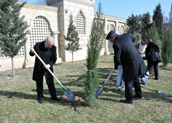 Sumqayıtda növbəti ağacəkmə aksiyası keçirilib – FOTO
