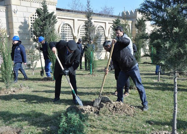 Sumqayıtda növbəti ağacəkmə aksiyası keçirilib – FOTO