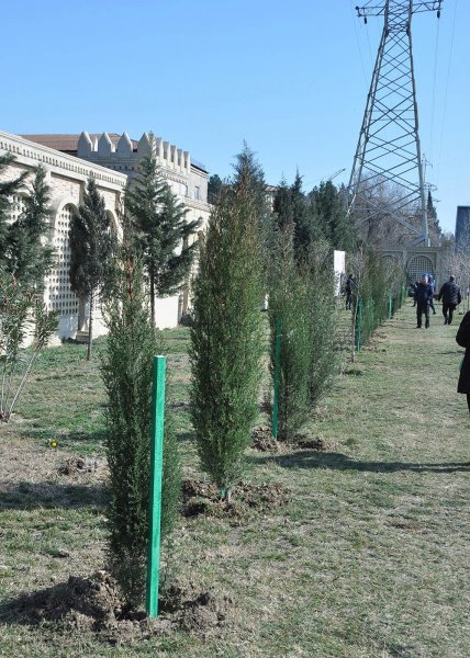 Sumqayıtda növbəti ağacəkmə aksiyası keçirilib – FOTO