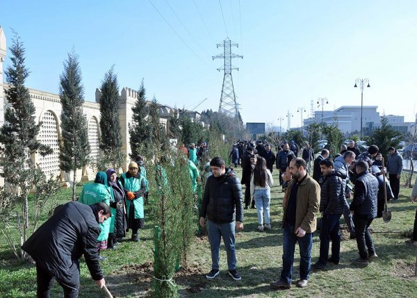 Sumqayıtda növbəti ağacəkmə aksiyası keçirilib – FOTO