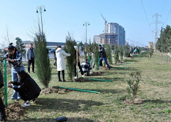 Sumqayıtda növbəti ağacəkmə aksiyası keçirilib – FOTO