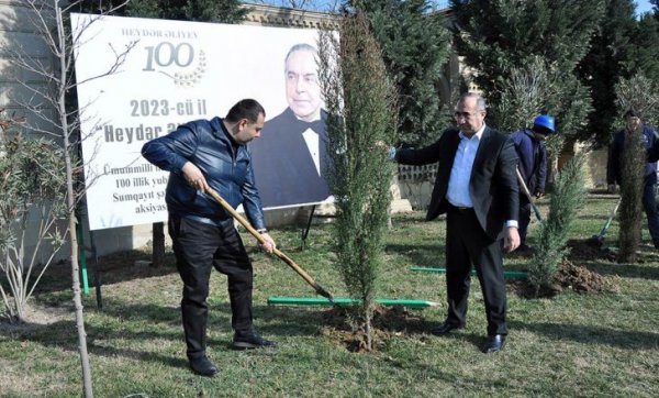 Sumqayıtda növbəti ağacəkmə aksiyası keçirilib – FOTO
