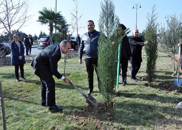 Sumqayıtda növbəti ağacəkmə aksiyası keçirilib – FOTO