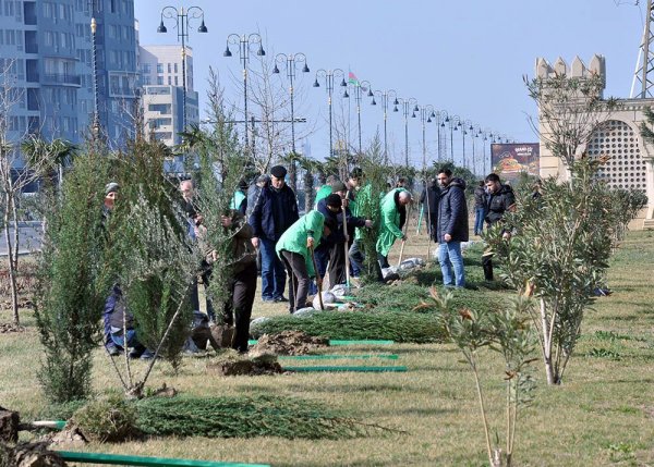 Sumqayıtda növbəti ağacəkmə aksiyası keçirilib – FOTO