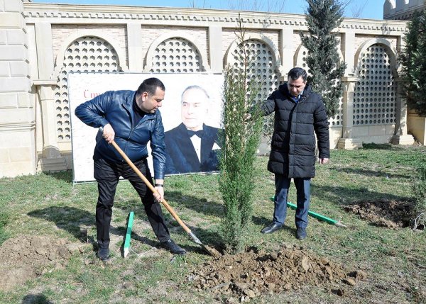 Sumqayıtda növbəti ağacəkmə aksiyası keçirilib – FOTO