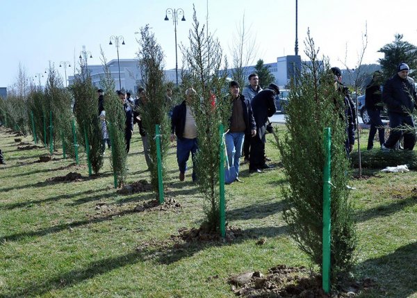 Sumqayıtda növbəti ağacəkmə aksiyası keçirilib – FOTO