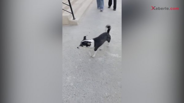 Sumqayıtın bu məktəbində itlər sürü şəklində məskunlaşıb – Valiydenlər qorxu içindədir! – FOTO (VİDEO)
