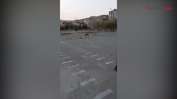 Sumqayıtın bu məktəbində itlər sürü şəklində məskunlaşıb – Valiydenlər qorxu içindədir! – FOTO (VİDEO)