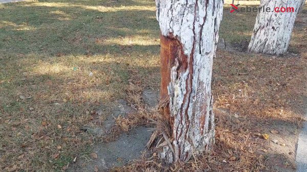 Sumqayıtın təzadlı yol nişanları: Ekspert əyani şəkildə isbatladı (Foto) – (Video)