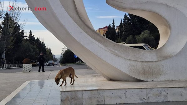 Sumqayıtın "Sülh göyərçini”sahibsiz itlərin əsirinə çevrilib – (Fotolar)