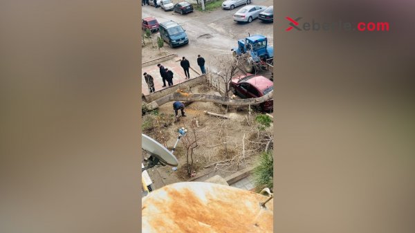 Sumqayıtda ağac binanın həyətindəki avtomobilin üzərinə aşdı – (Foto)