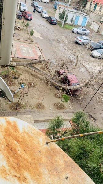 Sumqayıtda ağac binanın həyətindəki avtomobilin üzərinə aşdı – (Foto)