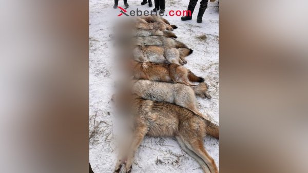 Sumqayıtlı tır sürücüsünü 10-a yaxın canavar parçaladı (FOTO) Sumqayıtlı tır sürücüsünü 10-a yaxın canavar parçaladı (FOTO)