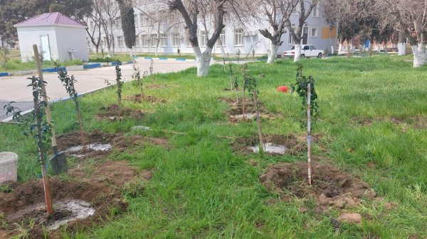 Ekoloqlar internat məktəbinin şagirdləri ilə ağacəkmə aksiyası keçirdi (FOTOLAR)