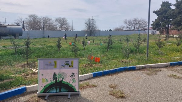 Ekoloqlar internat məktəbinin şagirdləri ilə ağacəkmə aksiyası keçirdi (FOTOLAR)
