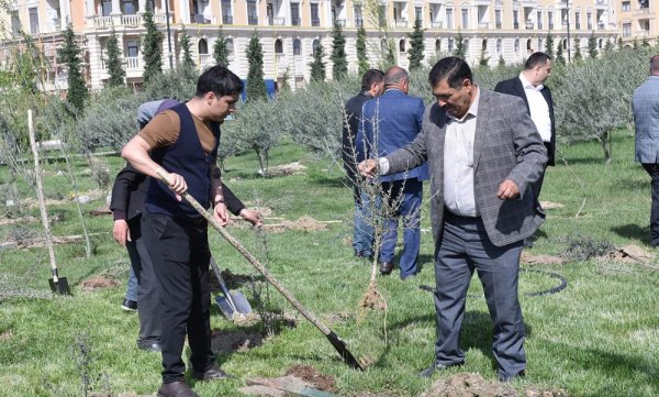 Sumqayıtda ağacəkmə aksiyası keçirilib - FOTOLAR