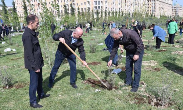 Sumqayıtda ağacəkmə aksiyası keçirilib - FOTOLAR