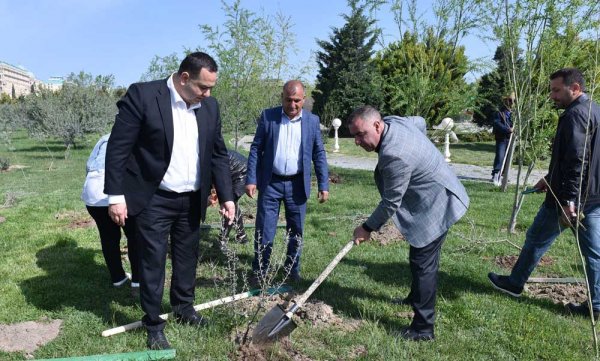 Sumqayıtda ağacəkmə aksiyası keçirilib - FOTOLAR