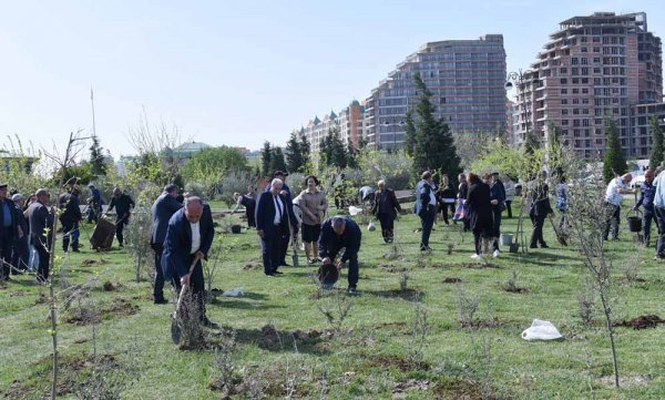 Sumqayıtda ağacəkmə aksiyası keçirilib - FOTOLAR