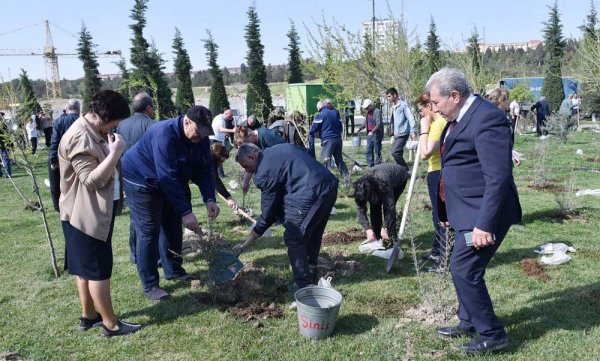 Sumqayıtda ağacəkmə aksiyası keçirilib - FOTOLAR