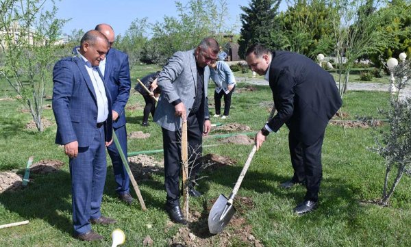 Sumqayıtda ağacəkmə aksiyası keçirilib - FOTOLAR
