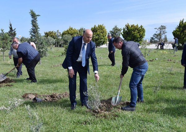 Sumqayıtda növbəti ağacəkmə aksiyası keçirilib