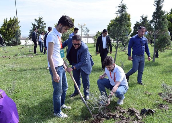 Sumqayıtda növbəti ağacəkmə aksiyası keçirilib