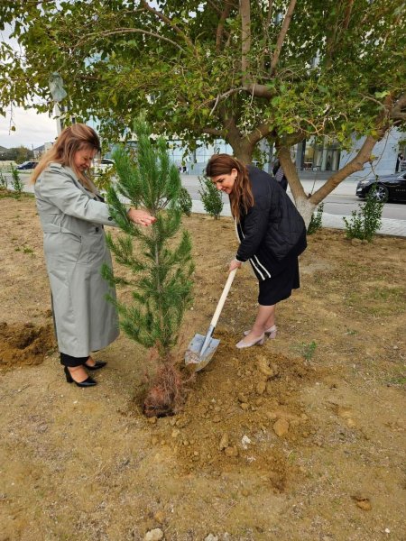 Sumqayıt Tibb Mərkəzinin (STM) nəzdindəki tibb müəssisələrində ağacəkmə aksiyaları keçirilib Sumqayıt Tibb Mərkəzinin (STM) nəzdindəki tibb müəssisələrində ağacəkmə aksiyaları keçirilib