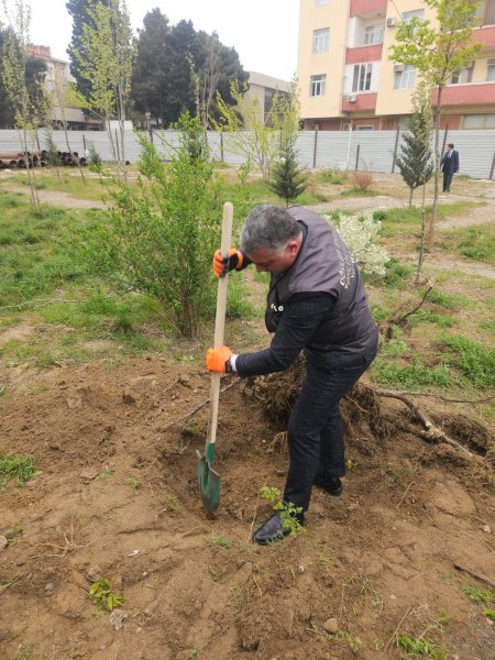 Sumqayıtda çıxarılan ağacların yerində yeniləri əkildi - FOTOLAR