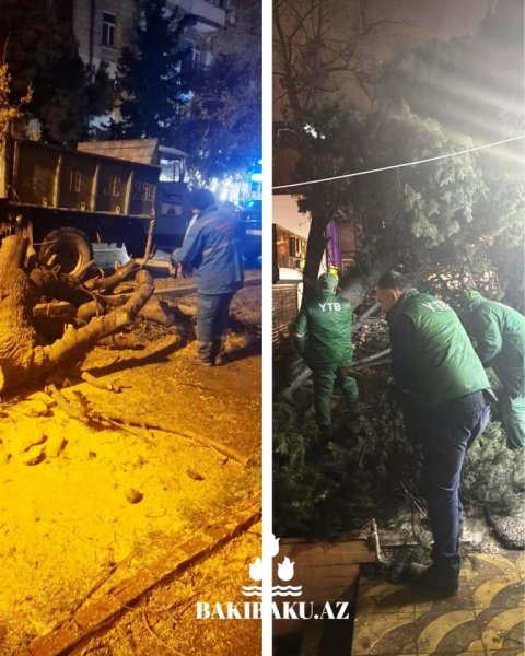 Güclü külək nəticəsində 368 ağac sınıb