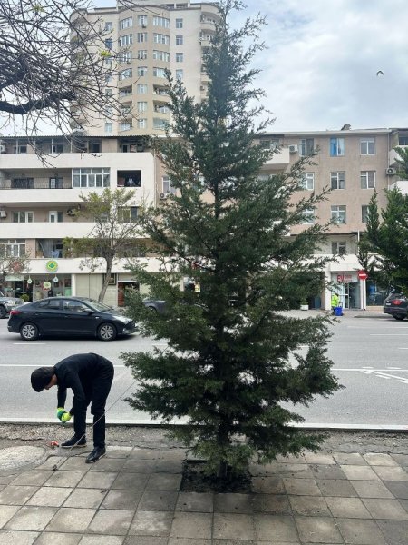 Güclü külək nəticəsində 368 ağac sınıb