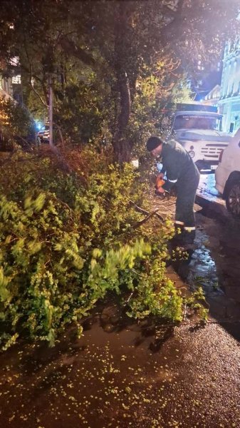 Güclü külək nəticəsində 368 ağac sınıb